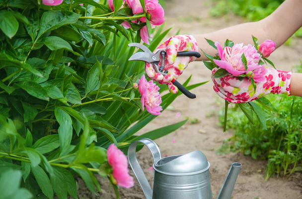 jardinier taille fleurs pivoines taille. focus sélectif
. - Photo, image