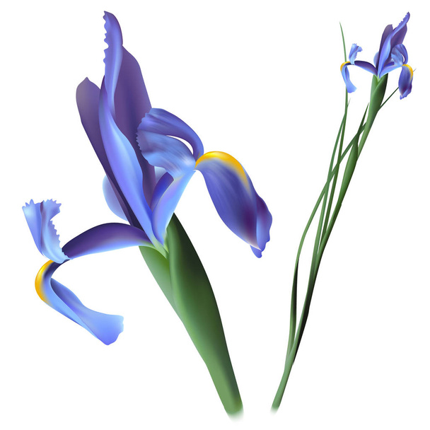 Hermosa flor púrpura, ilustración vectorial
 - Vector, Imagen