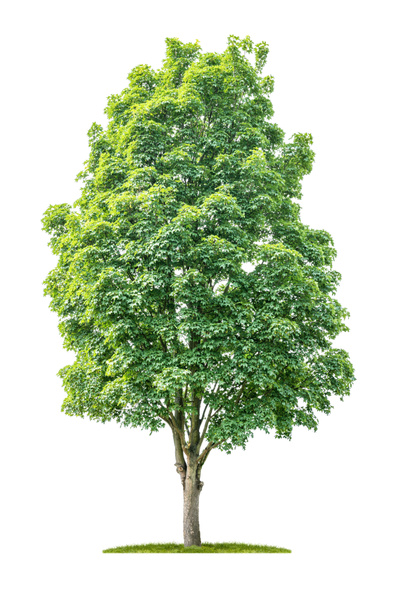 Erillinen puu valkoisella pohjalla - Acer - Vaahtera
 - Valokuva, kuva