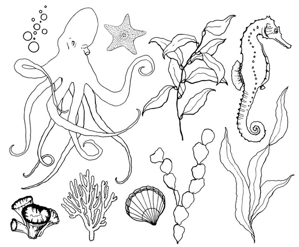 Vector sketch set with underwater wildlife. Hand painted octopus, seahorse, laminaria, starfish and shell isolated on white background. Aquatic line art illustration for design, print or background. - Vector, imagen