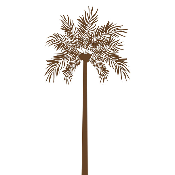 Palma con noce di cocco su sfondo bianco - Vettoriali, immagini