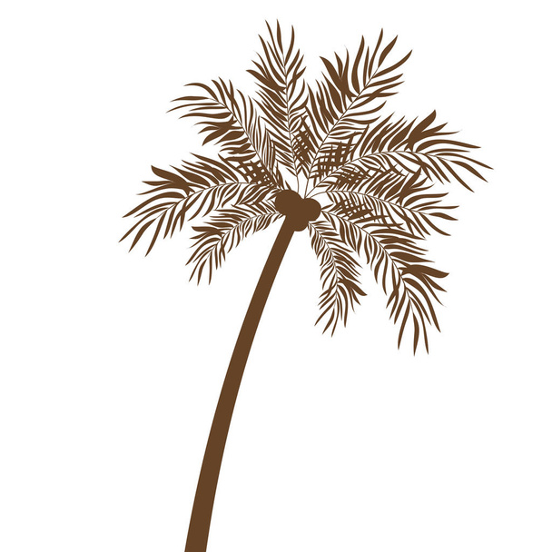 Φοινικόδεντρο με καρύδα σε λευκό φόντο - Διάνυσμα, εικόνα