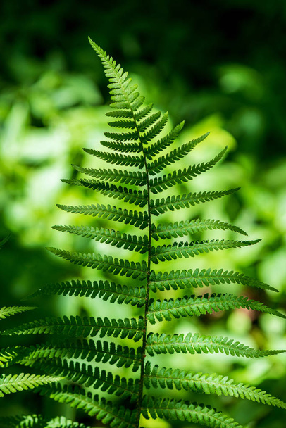 текстура листя трави в зелений сонячний літній час
 - Фото, зображення