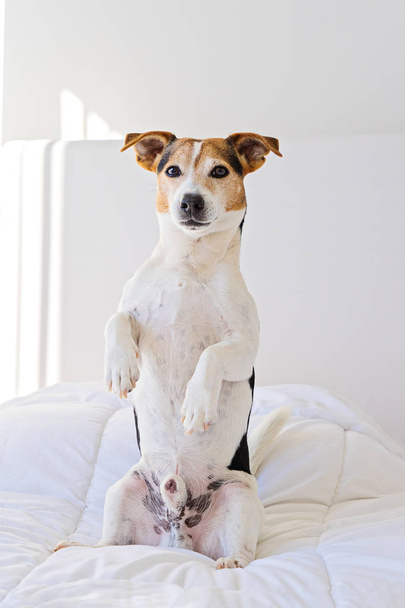 Κοντινό πλάνο του χαριτωμένο Jack Ράσελ σκύλος καθίσει αρκετά στο κρεβάτι - Φωτογραφία, εικόνα