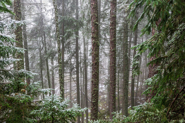 fagyasztott faágak télen fedett hóban - Fotó, kép