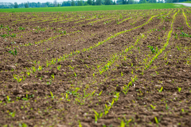 campos cultivados no campo com solo escuro e húmido para agricultura
 - Foto, Imagem