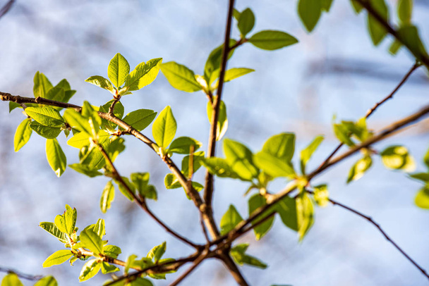 текстура листьев листьев в зеленое солнечное летнее время
 - Фото, изображение