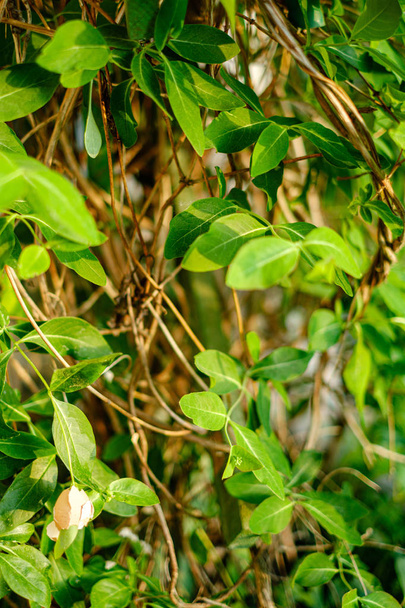 φύλλωμα φύλλο γρασίδι υφή σε πράσινο ηλιόλουστο καλοκαίρι - Φωτογραφία, εικόνα
