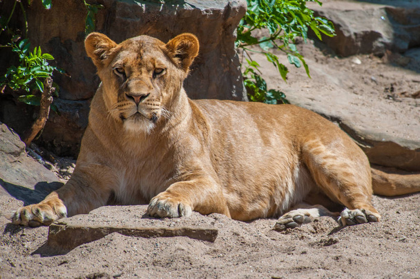 Lioness na vyhlídce - Fotografie, Obrázek