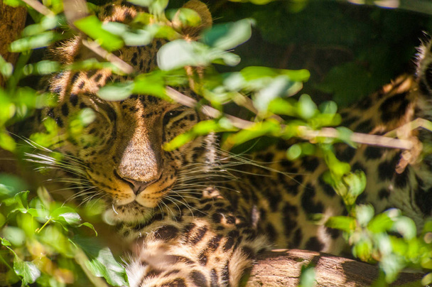 Κοντινό κομμάτι μιας λεοπαρδαλά που κοιμάται πίσω από θάμνους - Φωτογραφία, εικόνα