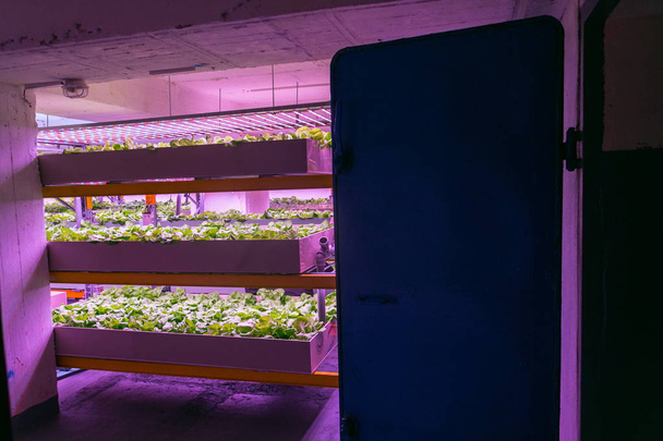 Ράφια με μαρούλι σε υδροτονική σύστημα συνδυάζοντας ιχθυουδατοκαλλιέργεια με Υδροπονία, καλλιέργεια φυτών στο νερό υπό τεχνητό φωτισμό, σε εσωτερικούς χώρους - Φωτογραφία, εικόνα