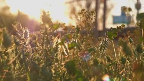 Макрос зеленої трави з підсвічуванням
 - Кадри, відео