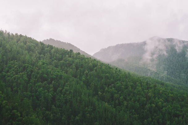 Evergreen forest cover in highlands in morning fog. Mystic haze among hills. Atmospheric misty mountain landscape of majestic nature. - Foto, Imagem