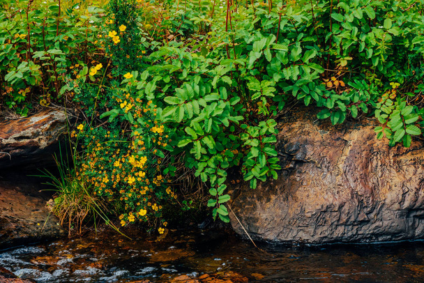 Bush with blooming yellow flowers of silverweed near spring water with stones close-up. Medical plants grow near mountain creek. Healing plant near spring stream. Landscape with brook near rich flora. - Photo, Image