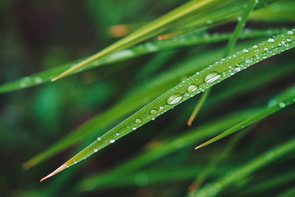 露がコピースペースでクローズアップドロップと美しい鮮やかな光沢のある緑の草。純粋で、快適な、素敵な緑は、マクロで日光の下に雨滴。雨天時の緑色のテクスチャー植物の背景. - 写真・画像