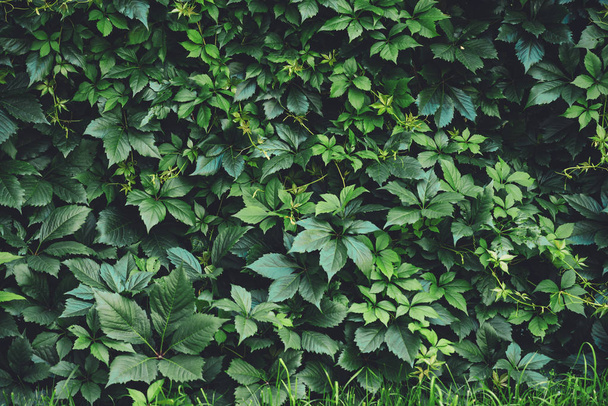Sövény nagy zöld levelek tavasszal. Zöld a Parthenocissus henryana kerítés. Természetes háttere kislányos szőlő. Virág textúrája Parthenocissus INSERTA. Gazdag növényzet. Növénytani botanikus kert. - Fotó, kép