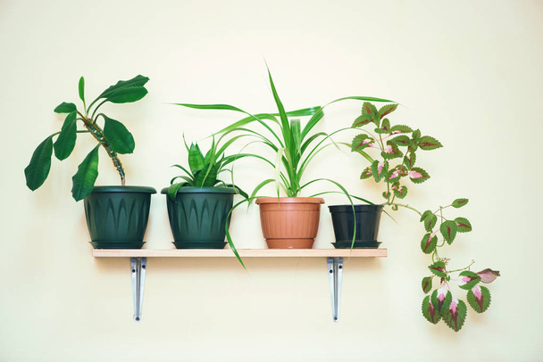 Plantes d'intérieur poussent dans des pots sur une étagère fixée à un mur léger
. - Photo, image