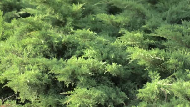 Zümrüt yeşil yaprakları ile Evergreen arborvitaes funda - Video, Çekim