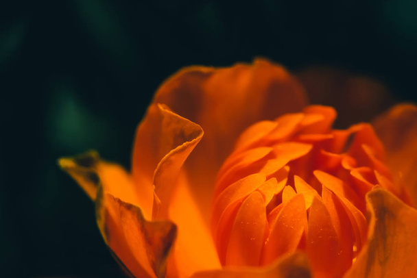 コピースペースと暗い背景に燃える花の美しい暖かい芽。マクロでトロリウスアジアティカス。オレンジ色の火の花びらがクローズアップ。火をテーマにした抽象的な結びつき. - 写真・画像