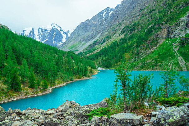Green bush on stony hill on background of glacier and mountain lake. Coniferous forest on mountainside. Rich vegetation of highlands. Mountainous flora. Amazing vivid landscape of majestic nature. - Foto, Imagen