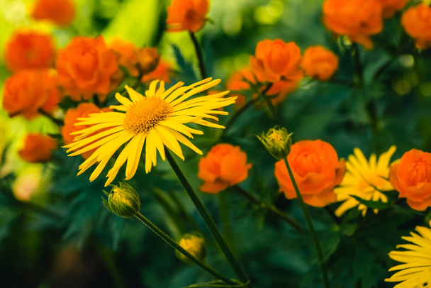 Beautiful arnica close up grow on background of warm globeflowers with copy space. Bright yellow fresh plants with orange center in macro on green and fairy background. Medicinal plants. - Photo, Image