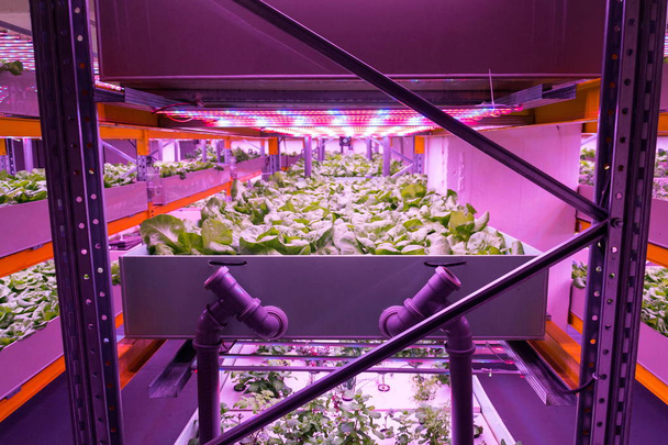 Shelves with lettuce in aquaponics system combining fish aquaculture with hydroponics, cultivating plants in water under artificial lighting, indoors - Foto, imagen