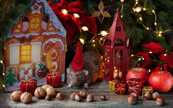 Cute little gray rat, mouse with Santa Claus hat in New Year's c - Photo, image
