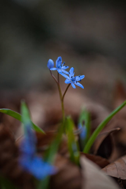 Pierwsze wiosenne kwiaty-Alpine squill (Scilla dwulistna) - Zdjęcie, obraz