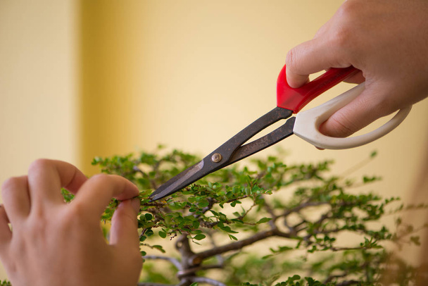 Cutting bonsai with scissor - Photo, Image