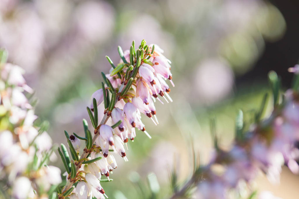 Delicate rose-pink flowers of Erica darleyensis plant (Winter Heath) in early spring garden during sunny day - Photo, Image