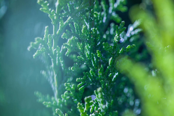 Оттенки зеленых ветвей вечнозеленых кустарников можжевельника в садовом центре в зимний день
 - Фото, изображение