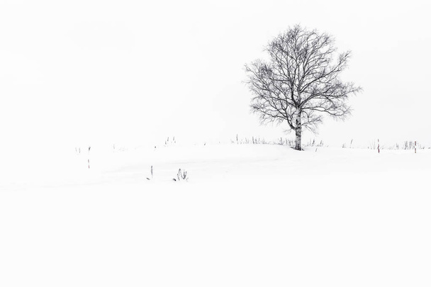 Piękny krajobraz z lonely drzewo śniegu zimą - Zdjęcie, obraz