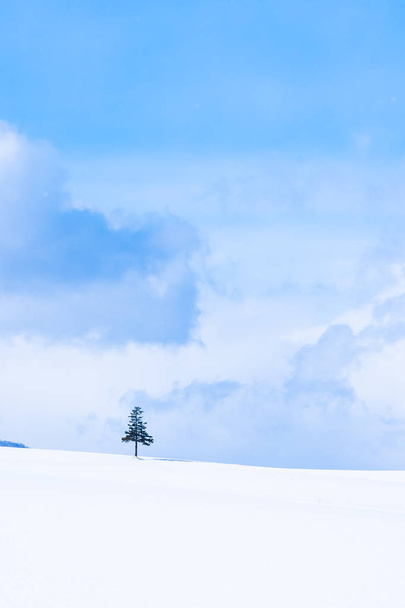 Beautiful outdoor nature landscape with christmas tree in winter - Foto, immagini