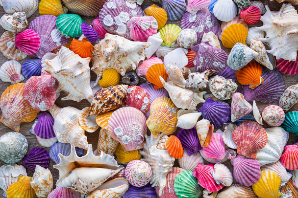 Tengeri kagylók háttér dekoráció. Gyönyörű és színes tengeri kagylók háttér dekoráció - Fotó, kép