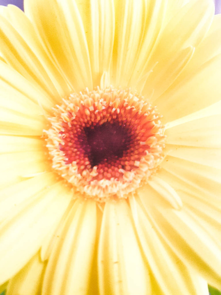 Vue recadrée de grande fleur jaune
 - Photo, image