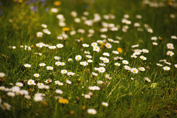 美しい小さな白い花、春のテーマコンセプト - 写真・画像