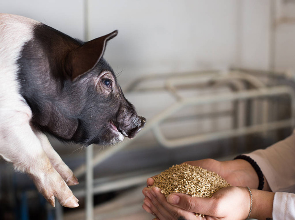 Veteriner domuz yavrusugranül veren - Fotoğraf, Görsel