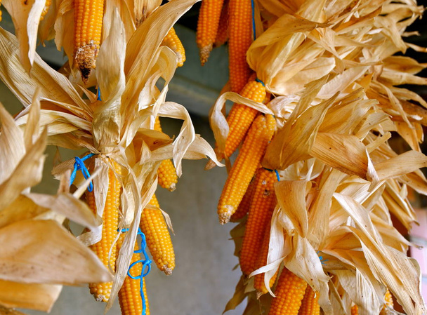 suszone żółte kukurydza wiszące pod dachem - Zdjęcie, obraz