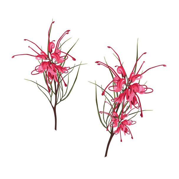 Domorodé Jihoafrické květiny-exotické tropické Rudé Protea se zelenými listy izolované na bílém pozadí.  - Vektor, obrázek
