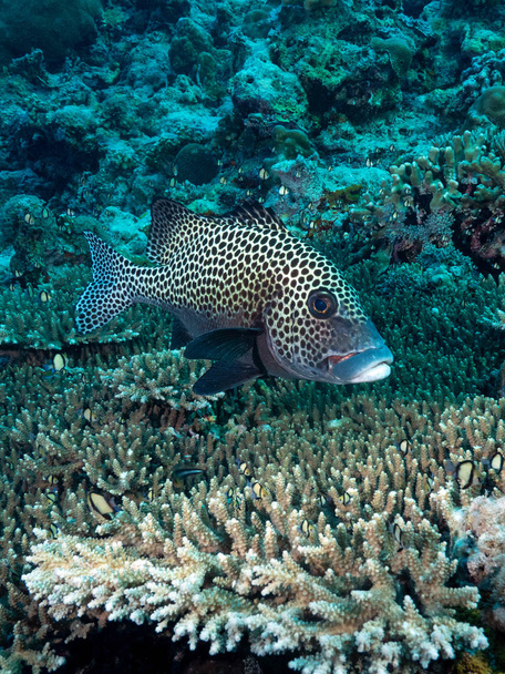 labbro dolce nella barriera corallina
 - Foto, immagini