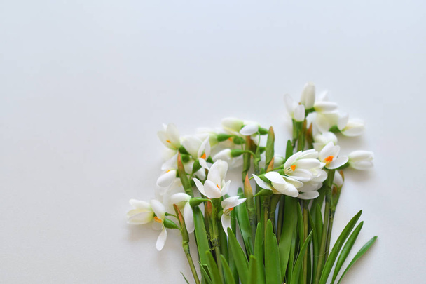 白いテーブルの上に新鮮な雪滴の花束。春の気分 - 写真・画像