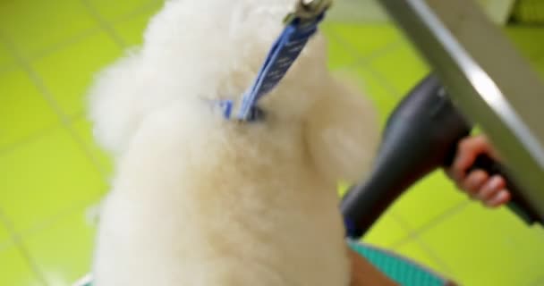 Hundepflege im Salon. professioneller Hundepfleger. schöne junge Frau macht Frisur für Hund - Filmmaterial, Video
