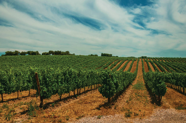 Vines going up the hill in a vineyard near Estremoz - Valokuva, kuva