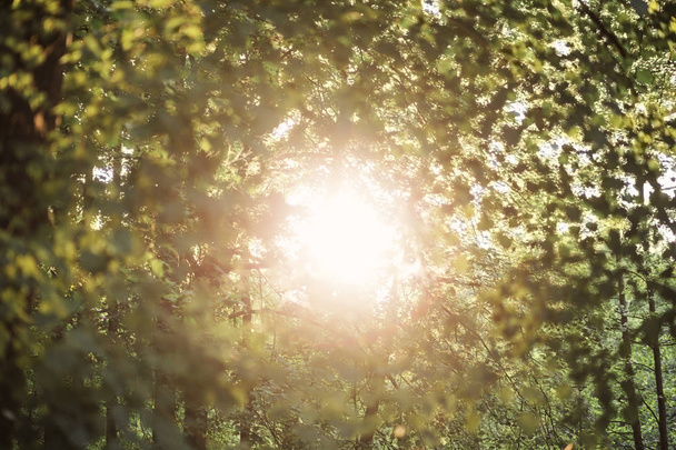 the suns rays make their way through the foliage - 写真・画像