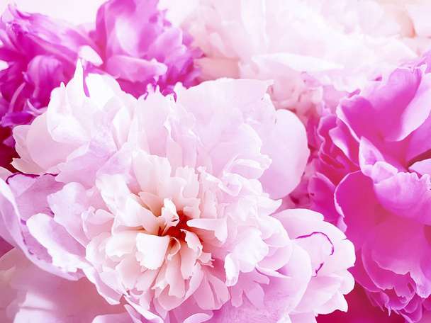 mooie bloem Peony close-up achtergrond - Foto, afbeelding