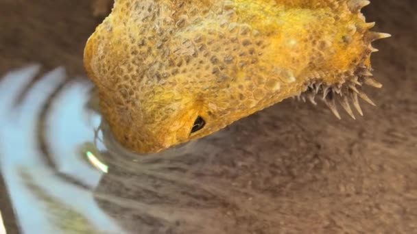 κοντινό επάνω Pogona Vitticeps πόσιμο νερό - Πλάνα, βίντεο