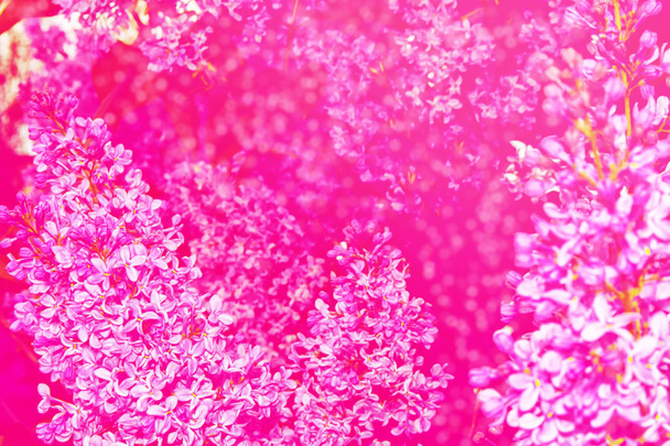 Parlak ve renkli çiçek leylak - Fotoğraf, Görsel