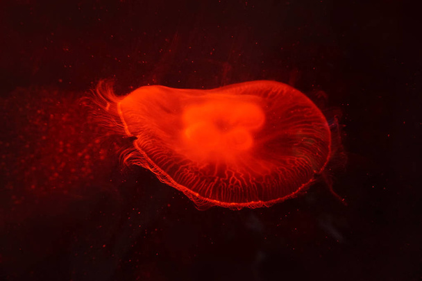 Jellyfish swimming in water - Photo, Image