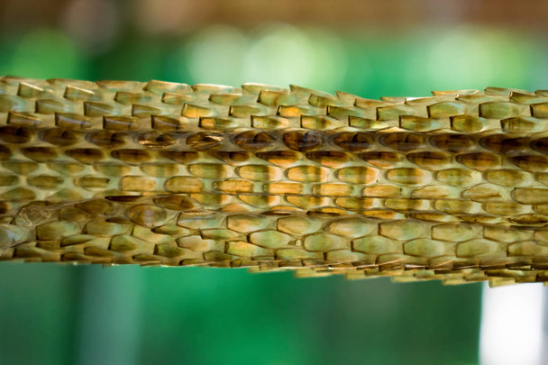 Cropped view of dried snake skin - Photo, Image
