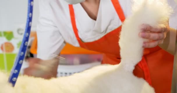 Hond grooming in salon. Professionele hond groomer. Mooie jonge vrouw maken kapsel voor hond - Video